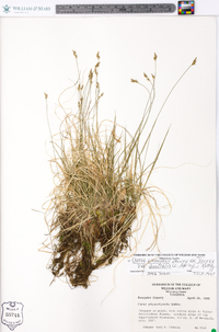 Carex emmonsii image