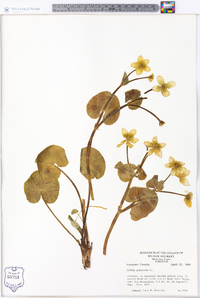 Caltha palustris image