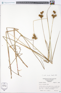 Juncus scirpoides image