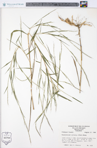 Muhlenbergia sylvatica image