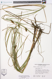 Carex bullata image