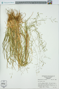 Poa alsodes image