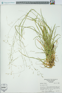 Poa alsodes image