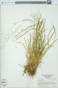 Poa alsodes image