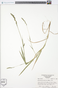 Muhlenbergia glomerata image