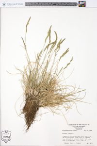 Festuca rubra image