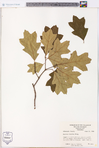 Quercus ilicifolia image