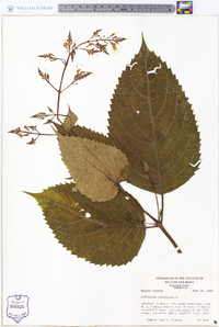 Collinsonia canadensis image