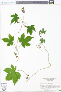 Humulus japonicus image