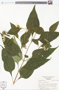 Helianthus decapetalus image