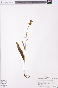 Platanthera clavellata image