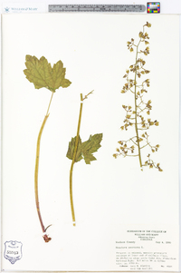 Heuchera americana image