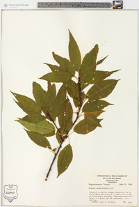 Prunus pensylvanica image