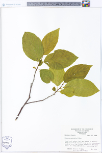 Rhamnus alnifolia image