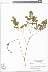 Thalictrum dioicum image