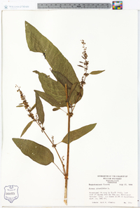 Rumex obtusifolius image