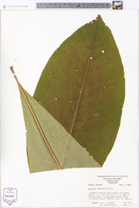 Magnolia tripetala image