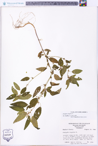 Acalypha virginica image