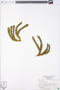 Lycopodium selago image