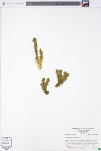 Lycopodium selago image