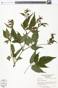 Bidens vulgata image