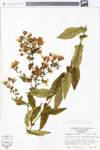 Symphyotrichum phlogifolium image