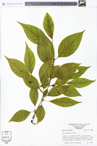 Ilex montana image