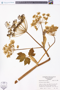 Heracleum maximum image