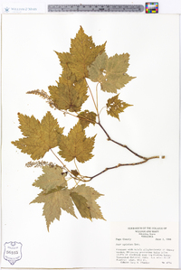 Acer spicatum image