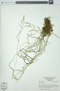 Poa trivialis image