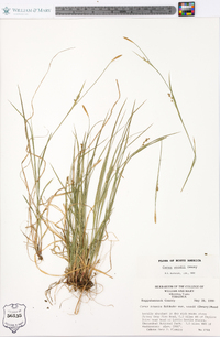 Carex woodii image