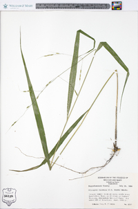 Patis racemosa image