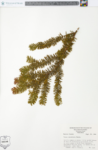 Taxus canadensis image