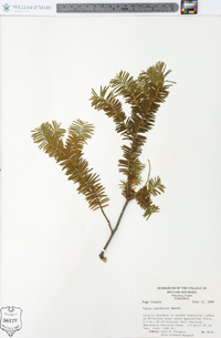 Taxus canadensis image