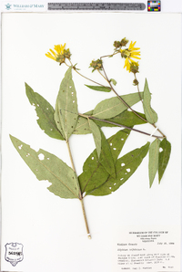 Silphium asteriscus image