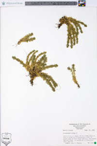 Lycopodium selago image