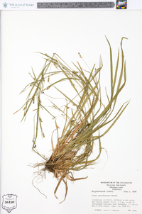 Carex gracilescens image