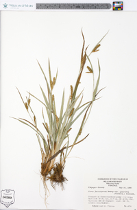 Carex flaccosperma image