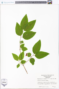 Lonicera canadensis image