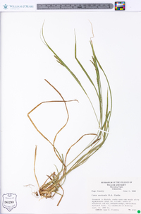 Carex aestivalis image