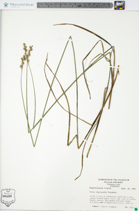 Carex argyrantha image