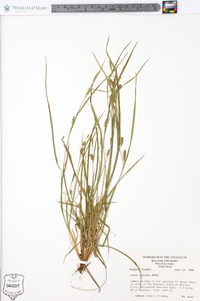 Carex conoidea image