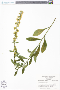 Solidago erecta image