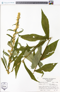 Solidago curtisii image