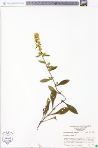 Solidago bicolor image