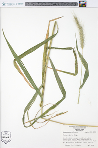 Elymus riparius image