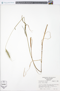 Elymus villosus image