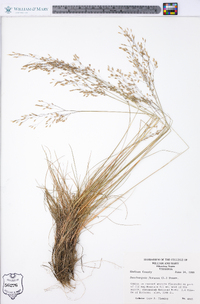 Deschampsia flexuosa image