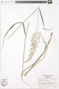 Calamagrostis porteri image