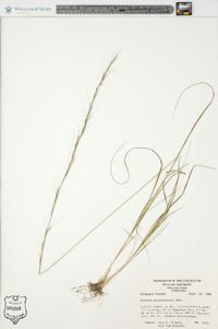 Aristida purpurascens image